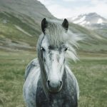 close-up photography of white and gray horse standing on green grass field